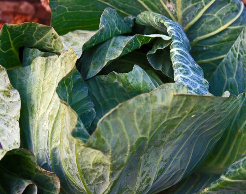 cabbage head vegetable