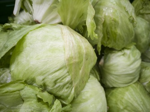 cabbage  green  healthy