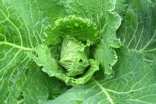 cabbage  foliage  green
