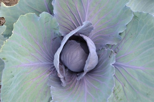 cabbage horticulture kitchen garden