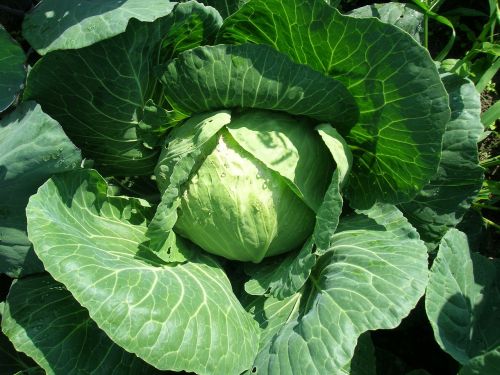cabbage vegetable belokachannaya