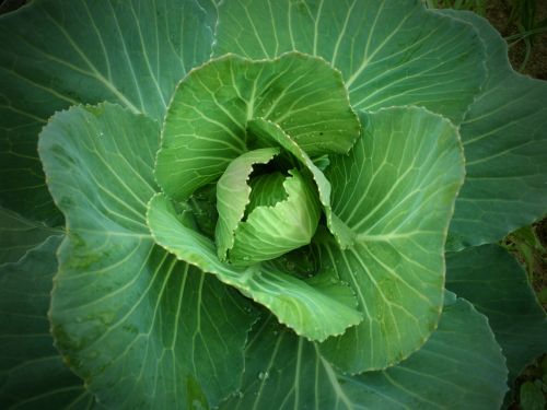 cabbage garden green