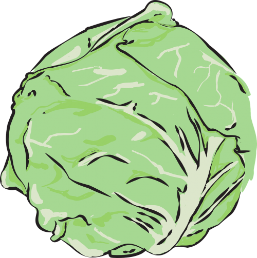 cabbage vegetables clean