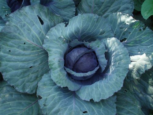cabbage vegetable garden