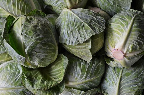 cabbage vegetables agriculture