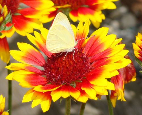 Cabbage Butterfly