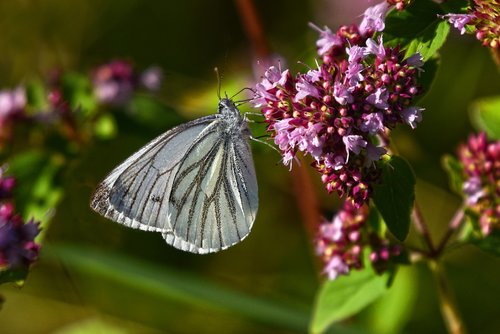 cabbage butterfly  insect  animal