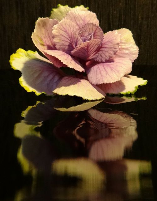 cabbage flower blossom bloom