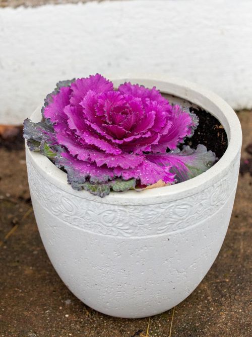 cabbage flower pot purple