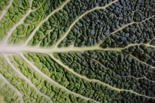 cabbage leaf savoy savoy cabbage leaf