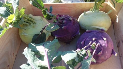 cabbage rave vegetables violet