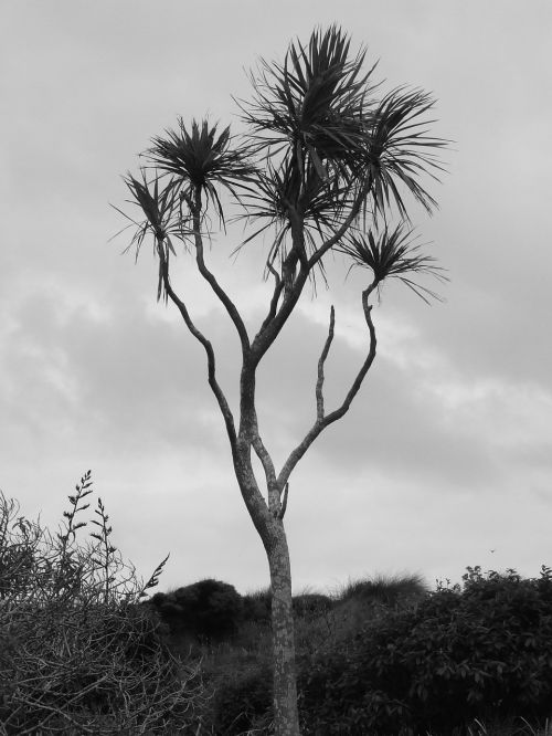 cabbage tree new zealand coast