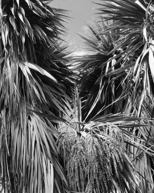 cabbage trees black and white garden