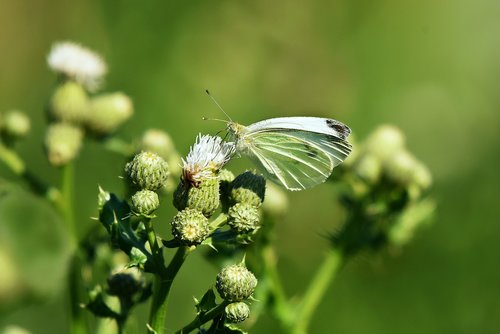 cabbage white  butterfly  insect