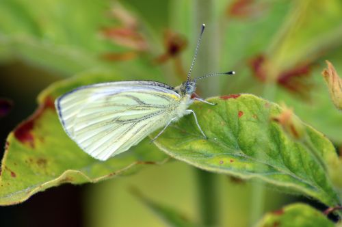 cabbage white butterfly white