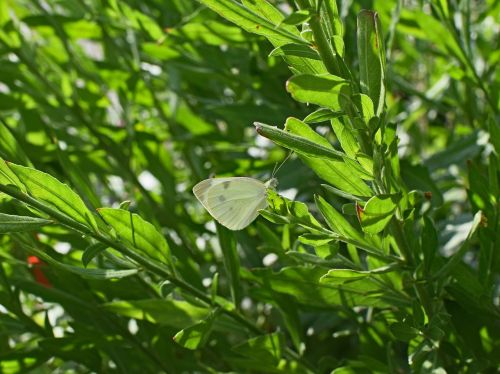 cabbage white butterfly butterfly insect