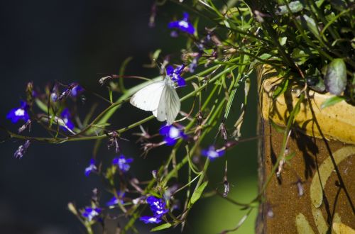 cabbage white butterfly butterfly garden