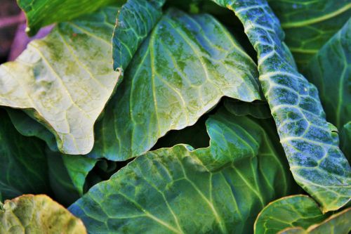 Cabbage With Large Leaves