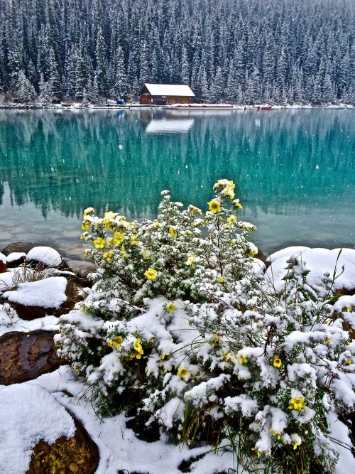 cabin lake water