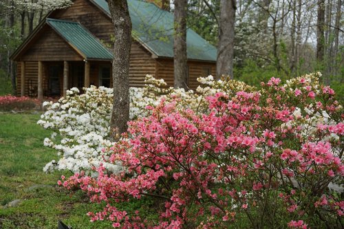 cabin  smoky mountains  spring blossoms