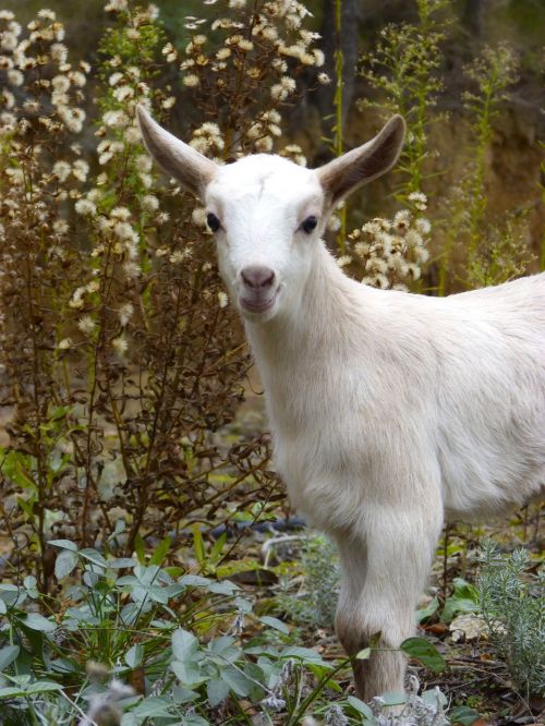 cabrita kid goat