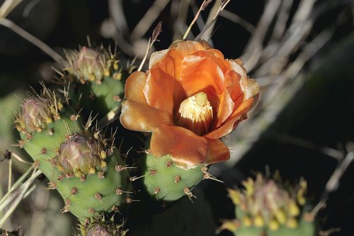 cactaceae  nature  plant