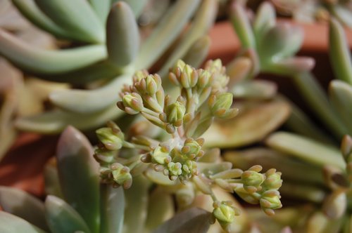 cactaceae  flower  nature