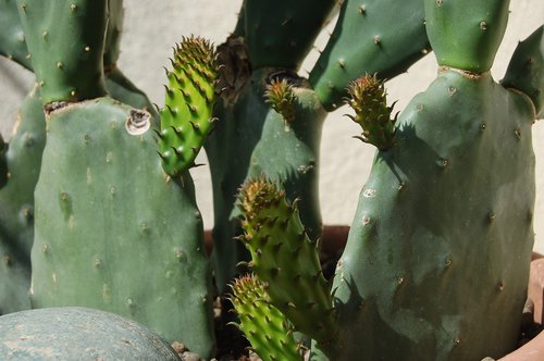 cactaceae  succulent plants  thorny
