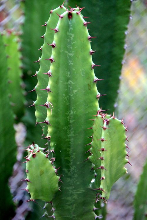 cactaceae cactus container