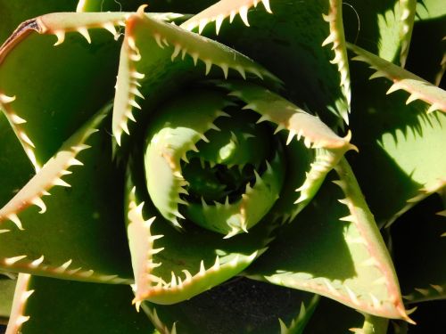 cactae cactus plant