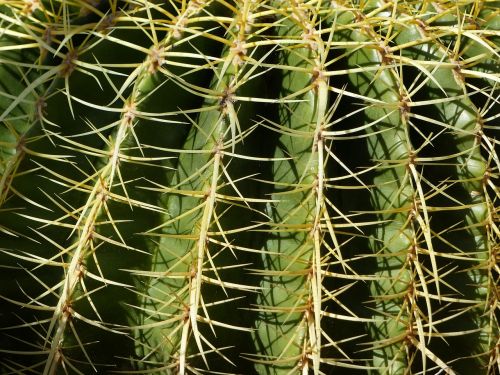 cacti plant desert