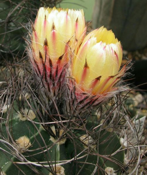 cacti astrophytum senile