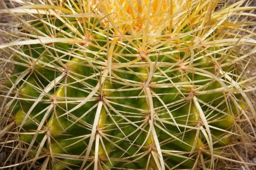 cacti desert landscape