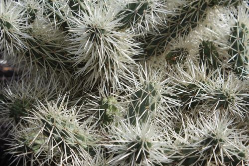 cacti prickles cactus