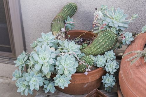 cacti pale green pots