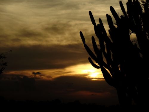 cacti thorns sol