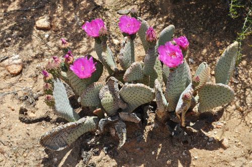 cacti cactus desert