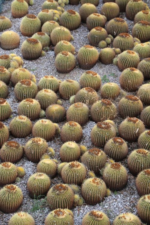 cacti cactus california