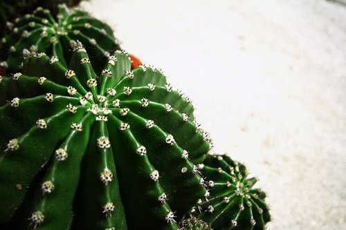 cacti  cactus  plant