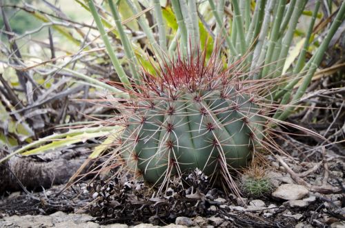 cacti thorns flora