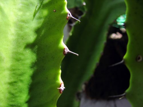 cacti leaf cactus plant