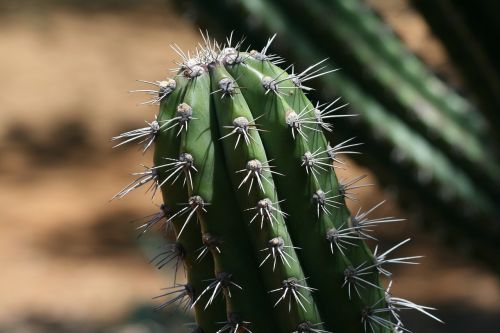 cacti nature natural