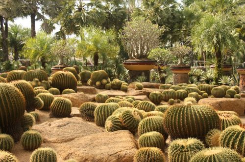 cacti park heat
