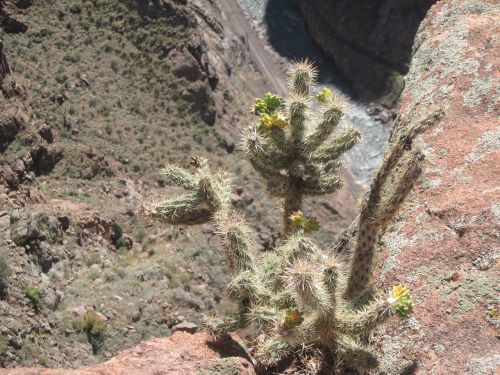 cacti cactus plant