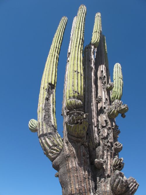 cactus desert mexico