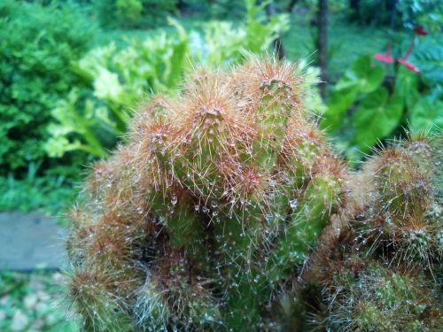 cactus garden plant