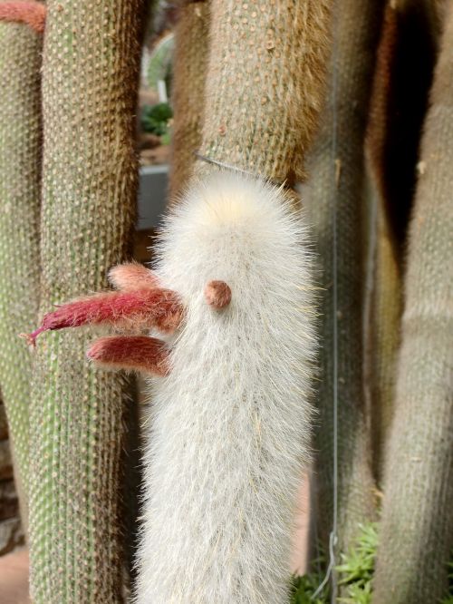 cactus plant nature