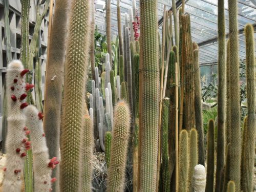 cactus many greenhouse