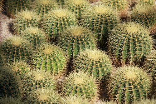 cactus plants green