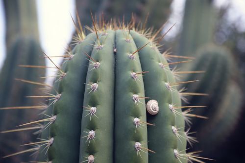 cactus desert thorns